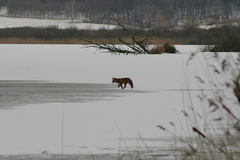 Killikus&reg; Fotographie